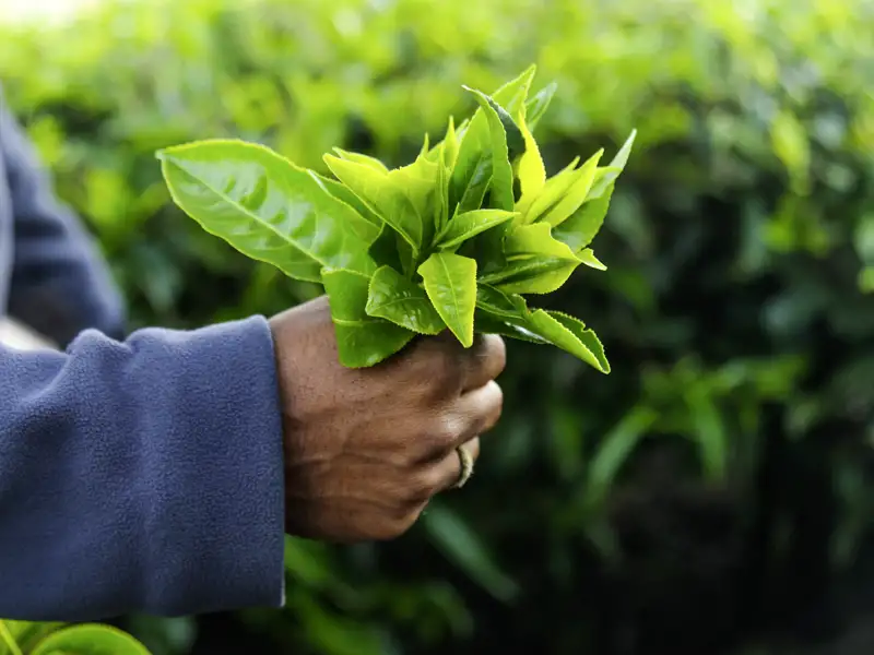 Auf Ihrer individuellen Rundreise duch Malaysia besuchen Sie auch eine Teeplantage.