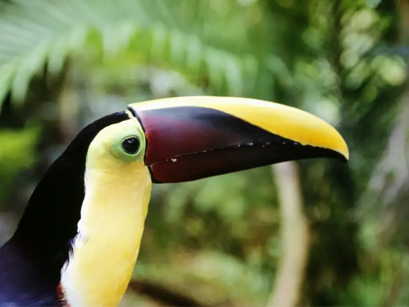 Auf Ihrer individuellen Rundreise durch Costa Rica haben Sie viele Begegnungen mit der tropischen Tierwelt wie hier mit einem Tukan.