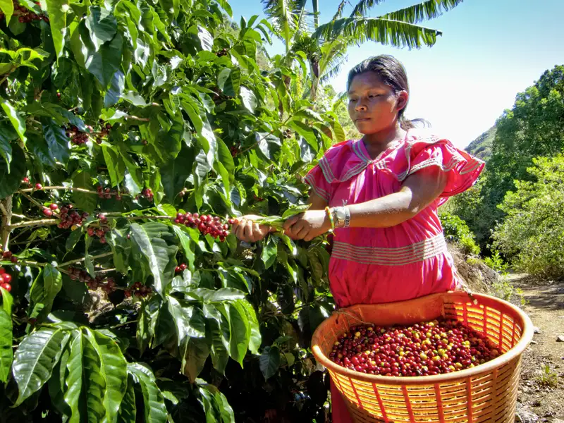 Auf Ihrer individuellen Rundreise durch Costa Rica besuchen Sie eine Kaffeeplantage, wo Sie alles über Kaffee erfahren, was Sie schon immer wissen wollten - Verkostung inklusive.