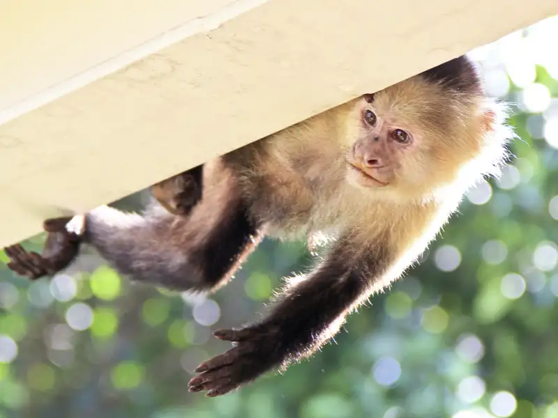 Auf Ihrer individuellen Rundreise im Mietwagen durch Costa Rica folgen Sie in den schönsten Nationalparks den Spuren der Tiere des Dschungels und schließen an Traumstränden Bekanntschaft mit Kapuzineräffchen.
