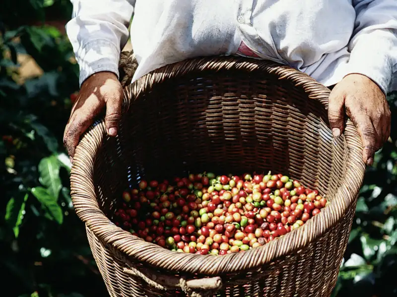 Auf Ihrer individuellen Rundreise mit dem Mietwagen durch Costa Rica haben Sie die Möglichkeit, alles über Kaffee zu erfahren, was Sie schon immer wissen wollten.