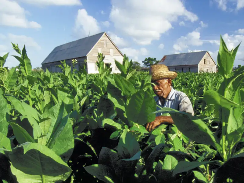 Auf Ihrer individuellen Rundreise durch Kuba kommen Sie auch zu den Tabakfeldern bei Vinales.