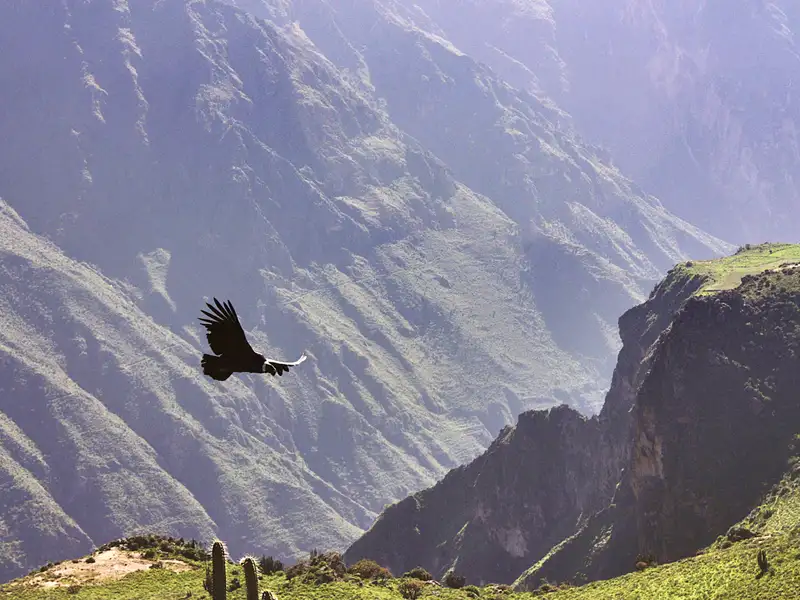 Eine Station auf Ihrer individuellen Rundreise durch Peru ist der Colca-Canyon mit dem Cruz del Condor. Mit etwas Glück sehen Sie die majestätischen Kondore am Rand des Canyons kreisen.