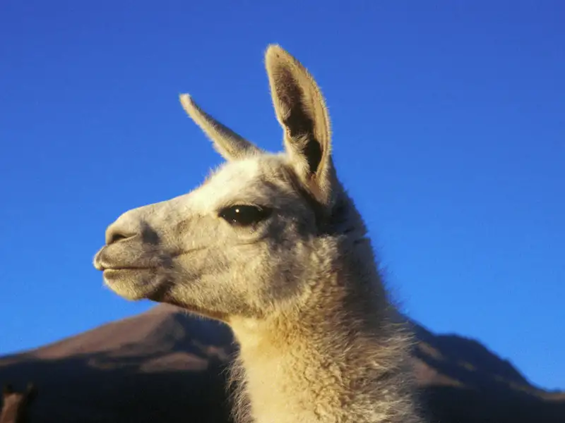 Die in den Anden lebenden Guanakos begegnen Ihnen auf Ihrer individuellen Reise durch Chile und Argentinien sicherlich nicht nur einmal. Die Tiere aus der Gattung der Lamas leben in Regionen bis 4000 m.
