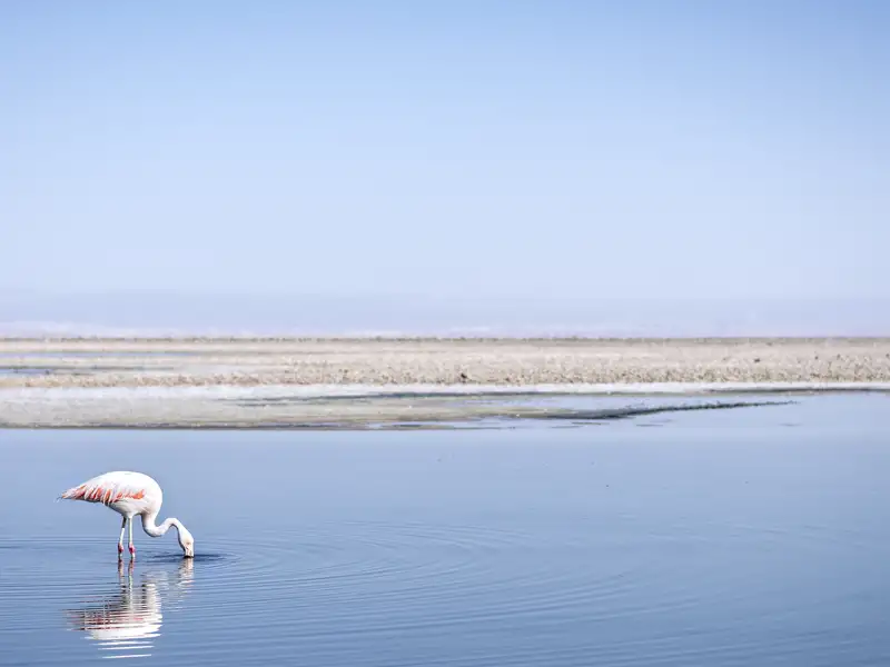 Auf Ihrer individuellen Reise durch Chile und Argentinien besuchen Sie die Lagunen von Miscanti und Miniques in Chile.