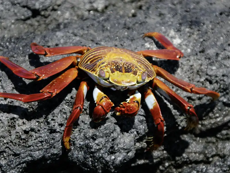 Die Galápagos-Inseln, letzte Station Ihrer individuellen Rundreise nach Ecuador, haben auch an kleinen Bewohnern der Tierwelt einiges zu bieten.