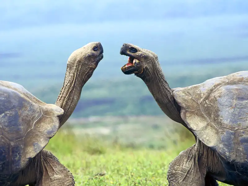 Auf Ihrer individuellen Marco Polo Reise durch Ecuador erleben Sie die einzigartige Tierwelt der Galápagos-Inseln hautnah – Riesenschildkröten, Seelöwen und Pinguine begegnen Ihnen in ihrer natürlichen Umgebung. Faszinierende Tierbeobachtungen und intensiver Kontakt mit der unberührten Natur garantiert.