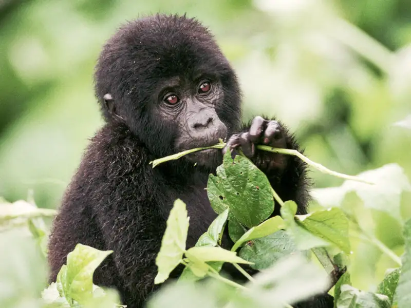 Auf Ihrer individuellen Rundreise durch Uganda mit Marco Polo haben Sie die Möglichkeit, Gorillas in ihrem natürlichen Lebensraum zu erleben.