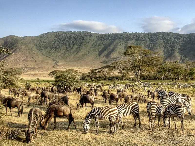 Auf Ihrer individuellen Rundreise durch Tansania erwartet Sie  im Ngorongoro-Krater eine überwältigende Vielfalt an Tieren und Pflanzen - Grzimek nannte ihn eines der Weltwunder.