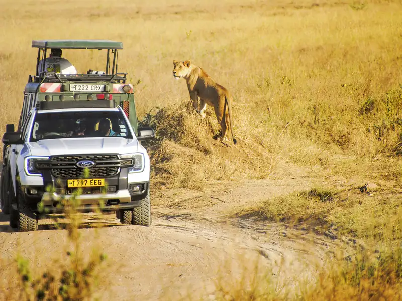 Während Ihrer individuellen Reise nach Tansania und Sansibar erleben Sie auf den Pirschfahrten die Tierwelt Afrikas. Löwen sind in der Serengeti häufig anzutreffen.