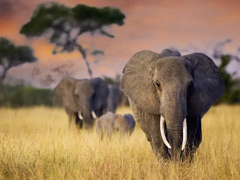 Auf Ihrer Rundreise durch Tansania erleben Sie Elefanten in freier Wildbahn. Zum Sonnenuntergang ein ganz besonderes Erlebnis.