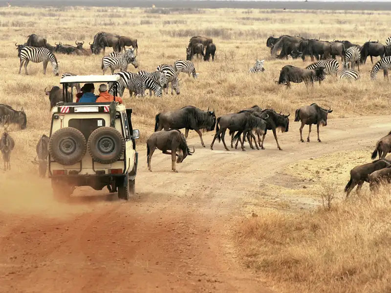 Im Ngorongoro-Krater begegnen Sie unzähligen Gnus und Zebras. Nirgendwo auf der Welt lebt so viel Großwild auf so kleinem Raum zusammen wie in diesem 20 km breiten Vulkankrater in Tansania. Ein Highlight Ihrer individuellen Rundreise.