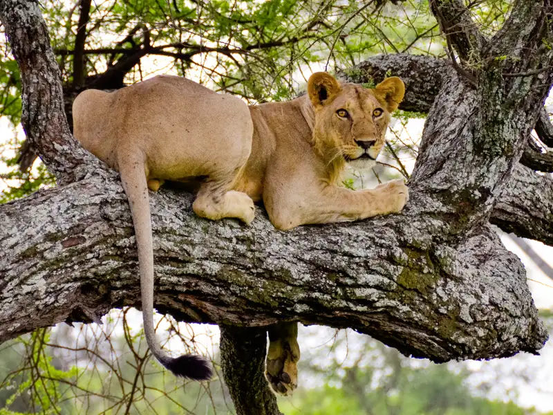 Auf Ihrer Rundreise durch Tansania sehen nicht nur Sie die Big Five - Sie ziehen auch neugierige Blicke auf sich.