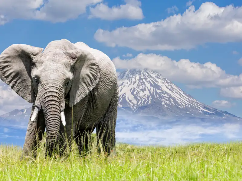Auf Ihrer individuellen Rundreise durch Tansania begegnet Ihnen eine Vielzahl von Tieren in spektakulärer Kulisse - hier zwei Majestäten: ein Elefant und der Kilimandscharo.