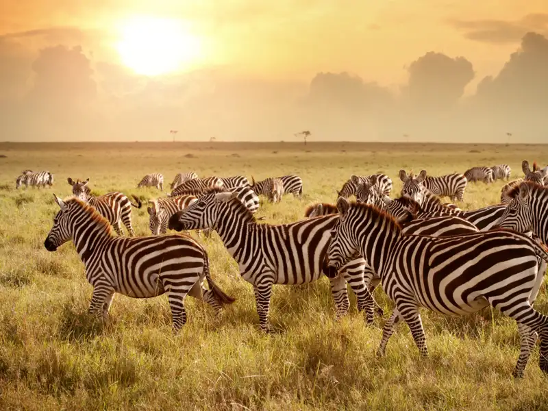 Auf Safari in Kenias Nationalparks. Bei unserer Individualreise mit privatem Driver-Guide fester Bestandteil des Programms. Sie erleben die vielfältige Tierwelten, wie eine Herde Zebras.
