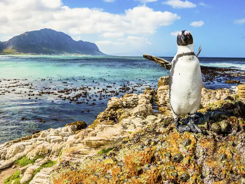 Auf Ihrer individuellen Rundreise durch Südafrika fahren Sie auf einer der Traumstraßen der Welt zum Kap der Guten Hoffnung und statten den Pinguinen am Boulders Beach einen Besuch ab.