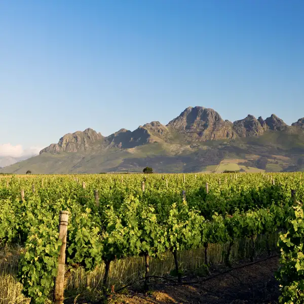 Was darf auf Ihrer individuellen Reise im Mietwagen durch Südafrika  nicht fehlen? Richtig: eine Weinprobe auf einem Weingut.
