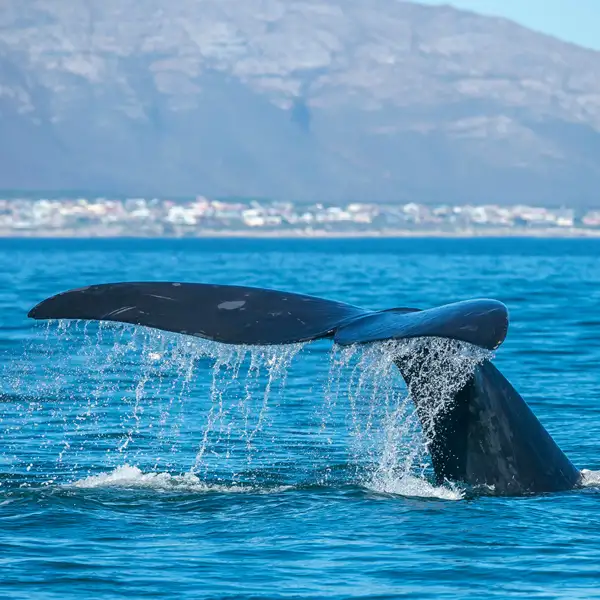Zwischen Juli und November sind viele Wale vor der südafrikanischen Küste zu sehen. Auf Ihrer individuellen Mietwagenreise ist das in De Hoop und Hermanus sogar vom Ufer aus möglich.