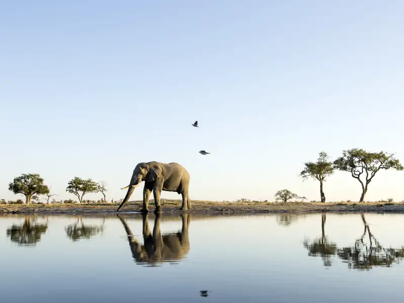 Auf Ihrer individuellen Reise sehen Sie auf den Safaris durch die Nationalparks Botswanas nicht nur die wunderschöne Landschaft, sondern auch die einheimischen Tiere.