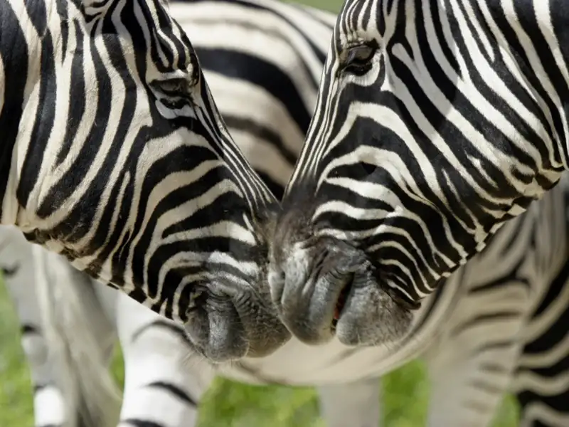 Einer der Höhepunkte Ihrer Rundreise durch Namibia: der Etoscha-Nationalpark. Mit etwas Glück begegnen Sie hier nicht nur Zebras, sondern auch den Big Four.
