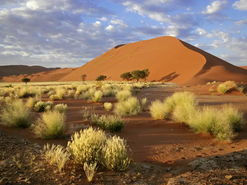 Auf Ihrer Rundreise durch Namibia und Botswana unternehmen Sie einen Ausflug ins Sossusvlei mit den riesigen Sanddünen.
