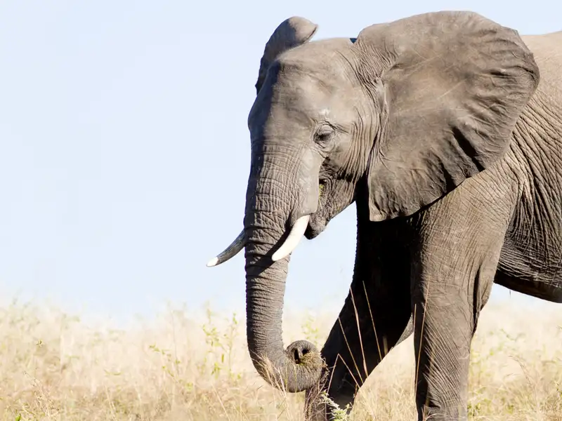 Auf Ihrer individuellen Rundreise begegnen Sie den grauen Riesen, die in Sambia heimisch sind und mit Vorliebe die Früchte der sogenannten Leberwurstbäume fressen.