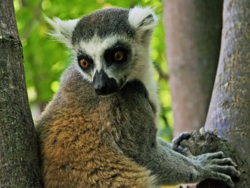 Die Insel der Lemuren lockt auf dieser individuellen Rundreise mit einer unvergleichlichen Tierwelt.