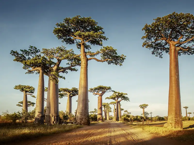 Auf Ihrer individuellen Rundreise durch Madagaskar führt Sie die Avenue de Baobab direkt in den Tsingy-Nationalpark.