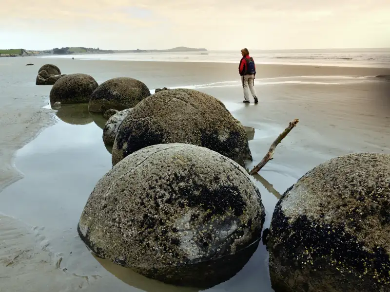 Auf Ihrer individuellen Reise durch Neuseeland können Sie in Moeraki bei Ebbe diese mystischen Steinkugeln, die Moeraki Boulders, sehen.