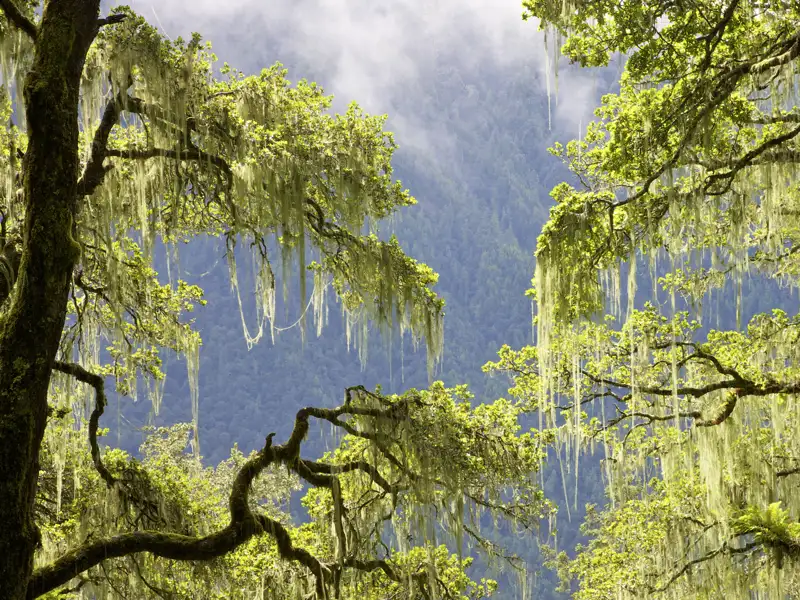 Auf Ihrer individuellen Rundreise nach Bhutan erleben Sie auf dem Weg zum Tigernest eine beeindruckende Natur.