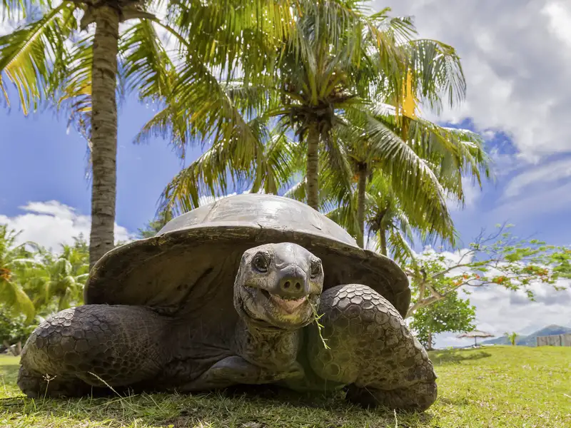 Auf Curieuse Island, einer Station Ihrer individuellen Seychellenreise, können Sie die frei umherkriechenden Aldabra-Riesenschildkröten hautnah erleben.