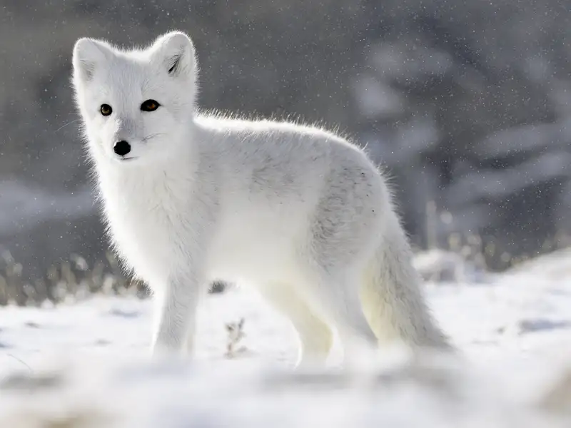 Wenn Sie auf Ihrer individuellen Reise in Grönland unterwegs sind, begegnen Sie vielleicht auch einem Polarfuchs.