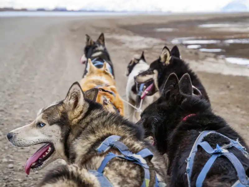 Huskies werden hier als Schlittenhunde gehalten - auf Ihrer indiividuellen Reise nach Spitzbergen  unternehmen Sie eine Tour mit ihnen.