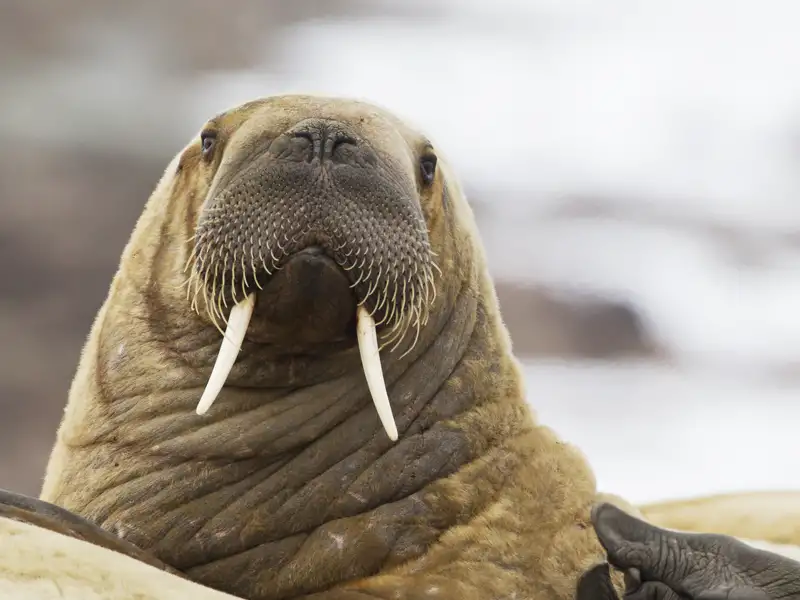 Auf Ihrer individuellen Reise nach Spitzbergen können Sie während einer Bootstour  in  spektakulärer Landschaft Robben beobachten.