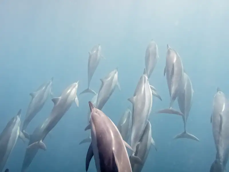 Mit etwas Glück haben Sie bei Ihrem individuellen Badeaufenthalt auf der Insel Mauritius die Möglichkeit, Delfine zu sehen.