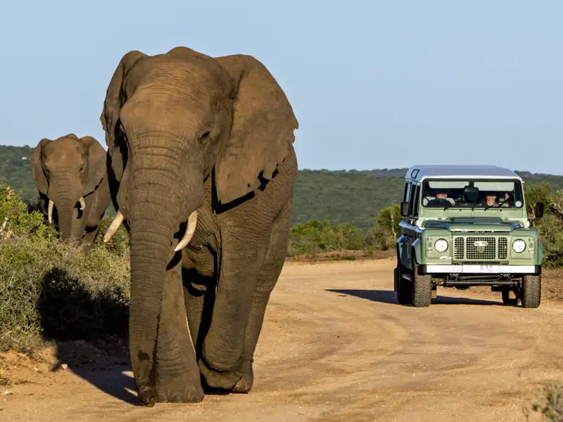 Auf Ihrer individuellen Reise nach Südafrika und Mauritius mit Marco Polo erleben Sie mit etwas Glück auf einer Pirschfahrt Elefanten in freier Wildbahn.