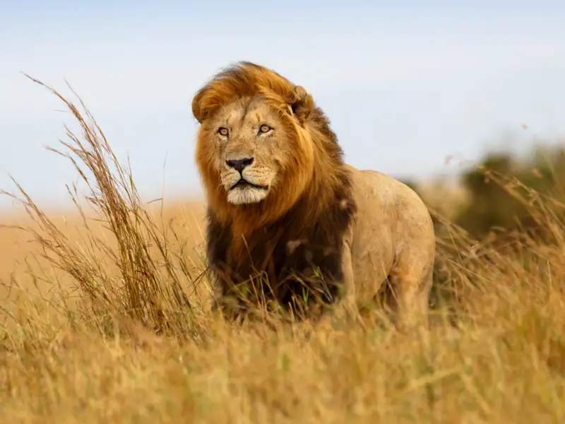 Auf Ihrer Rundreise nach Südafrika stehen bei der Safari in der Krügerparkregion die Chancen gut, neben Löwen auch die anderen der Big Five vor die Kamera zu bekommen.