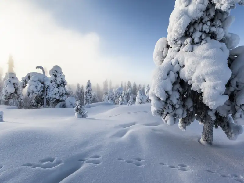 Bei der Reise in Finnland sehen wir Winterlandschaften mit schneebedeckten Bäumen.