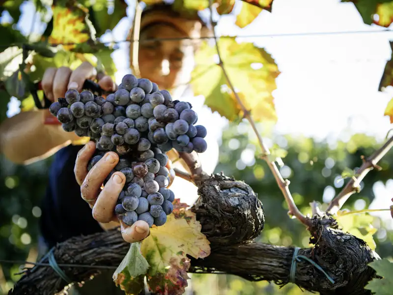 Auf unserer Rundreise durch Sizilien kommen wir auch an vielen Weinbergen vorbei. Die sizilianischen Rotweine sind bekannt für ihre fruchtigen Aromen und tiefe Farbe.
