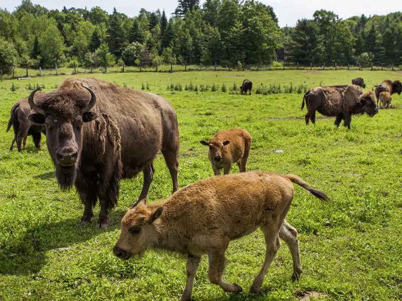 Auf Ihrer Rundreise besuchen Sie eine Bison-Farm.
