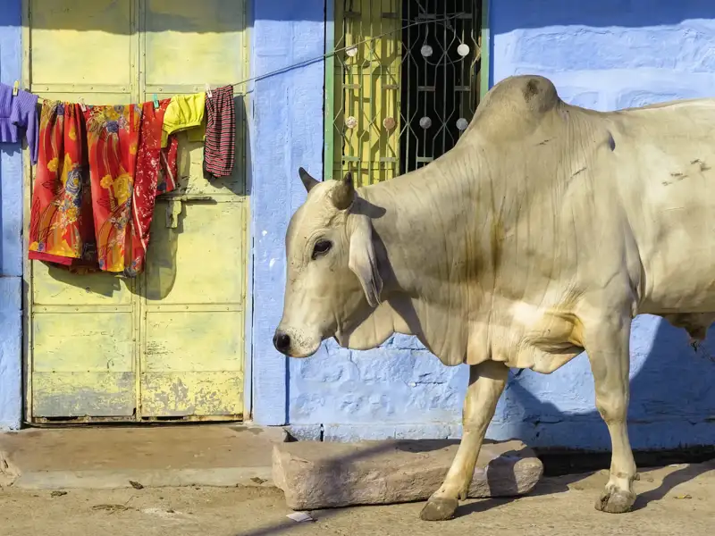Eine weiße Zebu-Kuh, eine heilige Kuh in Indien, spaziert an einer Wäscheleine mit bunter Kleidung vorbei, was eine typische Alltagsszene auf einer Reise durch Rajasthan darstellt.