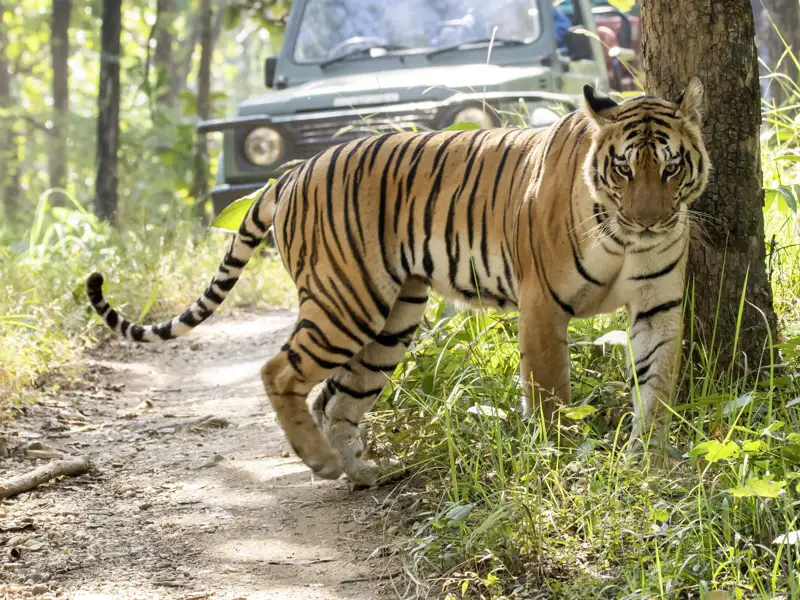 Mit etwas Glück begegnen wir auf unserer Rundreise durch Rajasthan im Ranthambore-Nationalpark einem Bengaltiger - ein wahres Highlight.