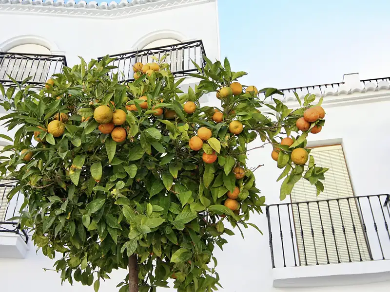 Der Duft von Orangenbäumen begleitet uns auf unserer Rundreise durch Andalusien, auf der wir die hellen Dörfer und historische Städte erkunden.
