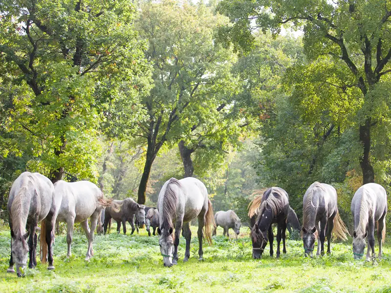 Ein Urlaub wie mit der Marco Polo Top Preis Reise nach Slowenien verspricht spannende Entdeckungen, aber auch erholsame Momente.