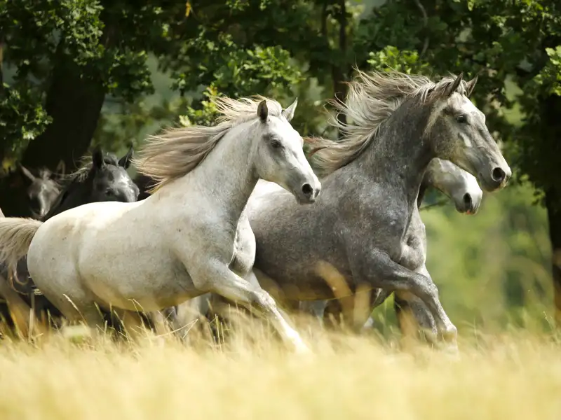 Auf unserer Maro Polo Top Preis Reise nach Slowenien übernachten wir in der Heimat der berühmten Lipizzanerpferde, am Gestüt in Lipica.