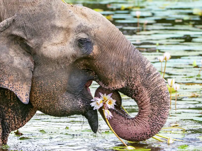 Elefanten sind aus Sri Lanka nicht wegzudenken. Auf unserer Marco Polo Top Preis Reise werden wir sicher welche sehen, ganz sicher, wenn Sie das Ausflugspaket Natur dazu buchen.
