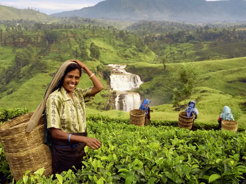 Das beliebteste Exportgut des Landes, Tee, lernen wir auf unserer Marco Polo Top Preis Reise durch Sri Lanka besser kennen.