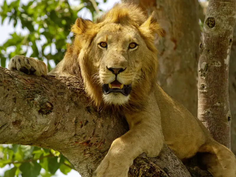 Auf Ihrer Rundreise durch Uganda können Sie mit etwas Glück im Bwindi-Nationalpark die berühmten Baumlöwen von Ishasha sehen.
