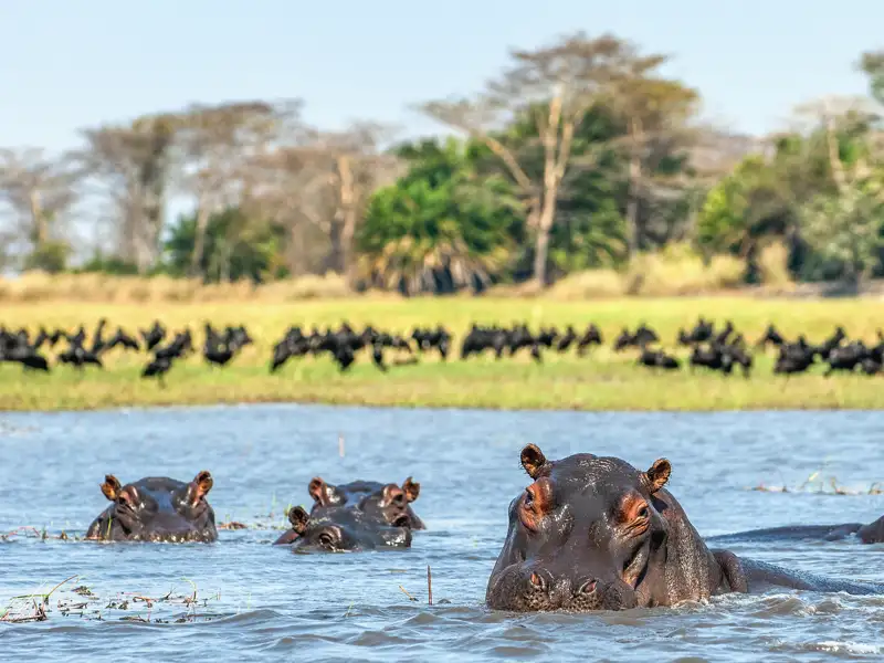 Auf Ihrer Reise können sie mit etwas Glück im Kazinga-Kanal Flusspferde beim Baden sehen.