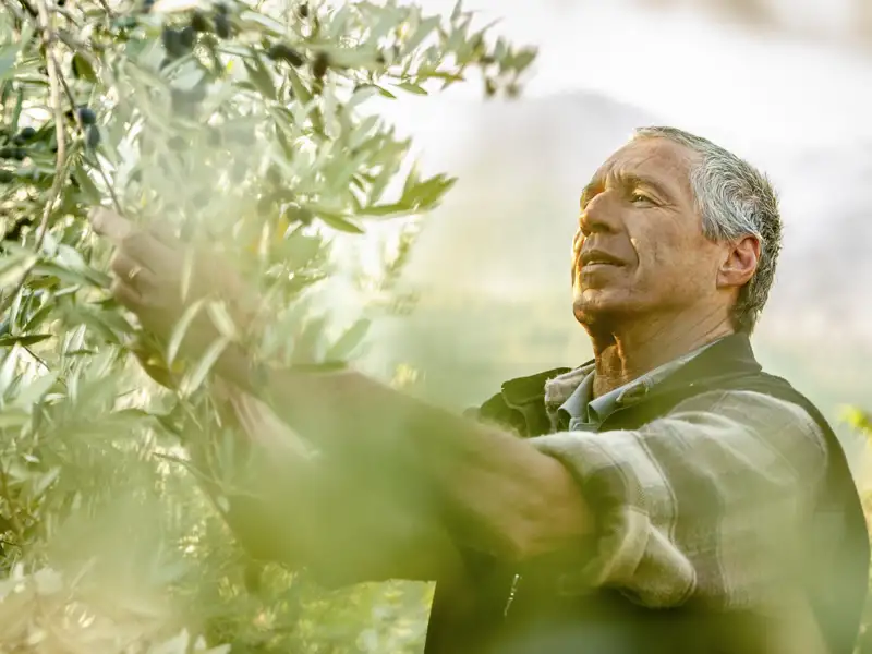 Ein griechischer Bauer in einem Olivenhain auf der Peloponnes prüft im Sonnenlicht die Qualität seiner reifen Oliven am Baum.